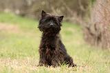 CAIRN TERRIER 658